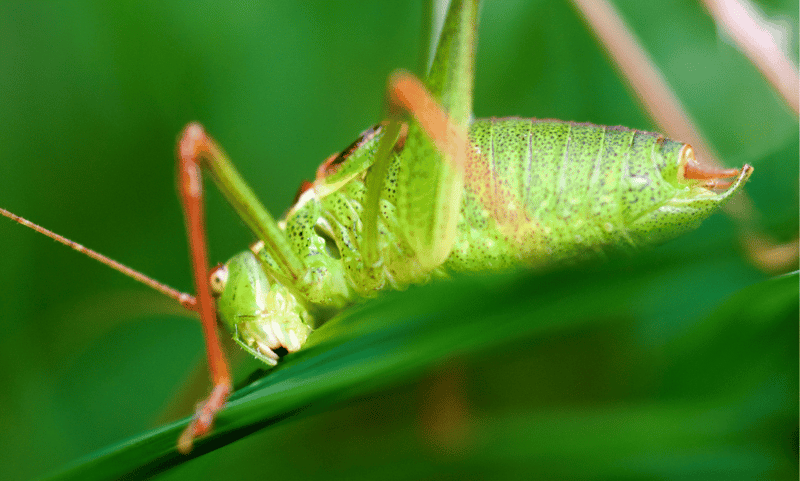 Smashing Crickets for Six