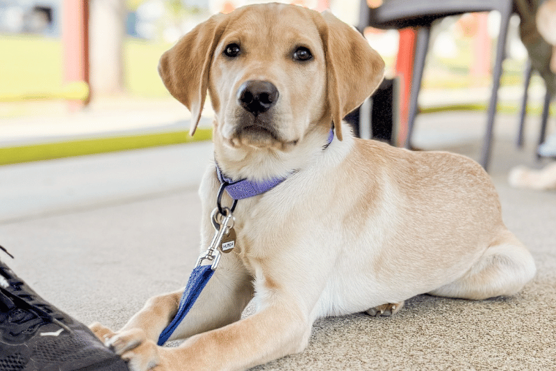 Hutch the guide dog in a training class