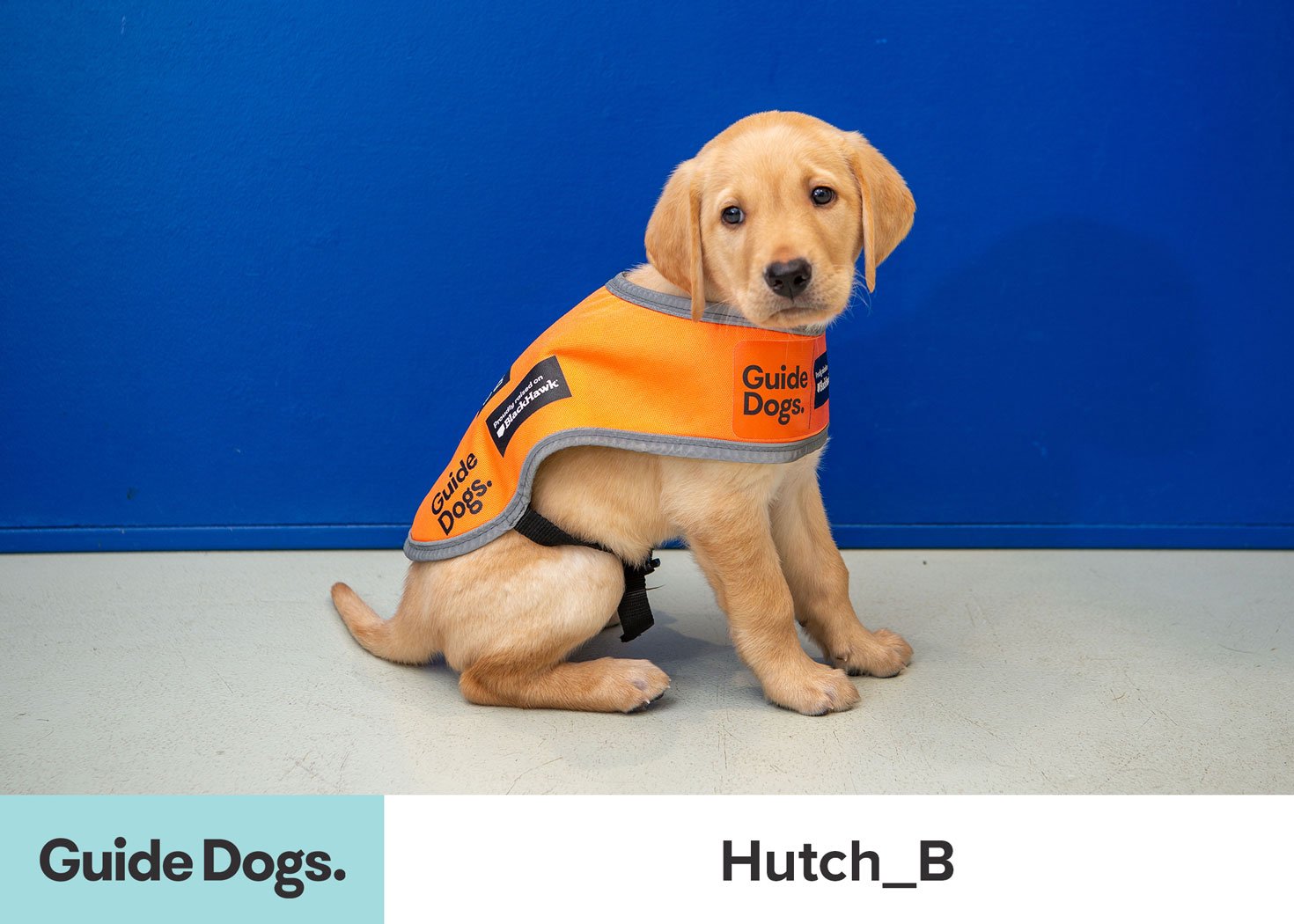 Hutch the Guide Dog Puppy