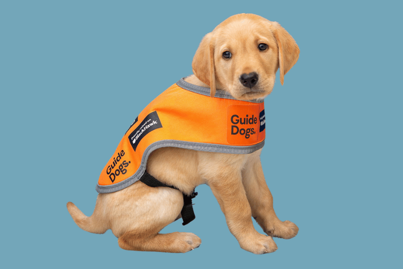 This Guide Dog Puppy’s Name Is Hutch. So Is Ours. It Isn't a Coincidence.